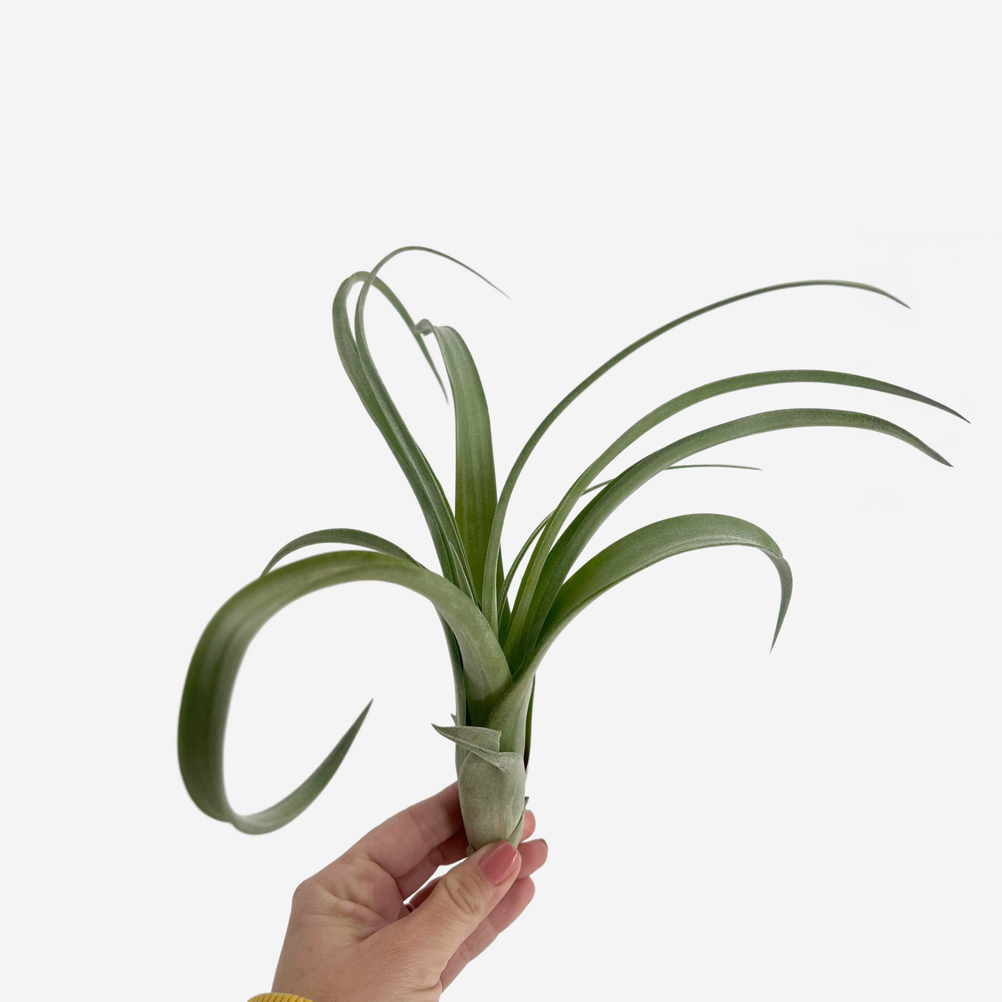 Tillandsia "Curly Slim" - intermedia x streptohphylla