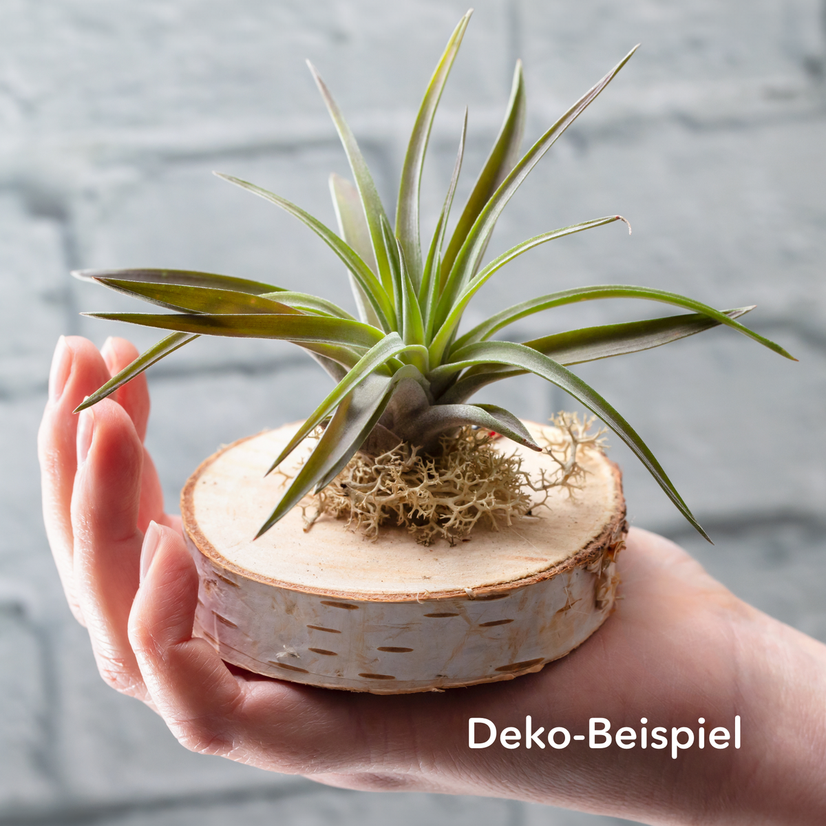 Islandmoos – Luftikus-Airplants