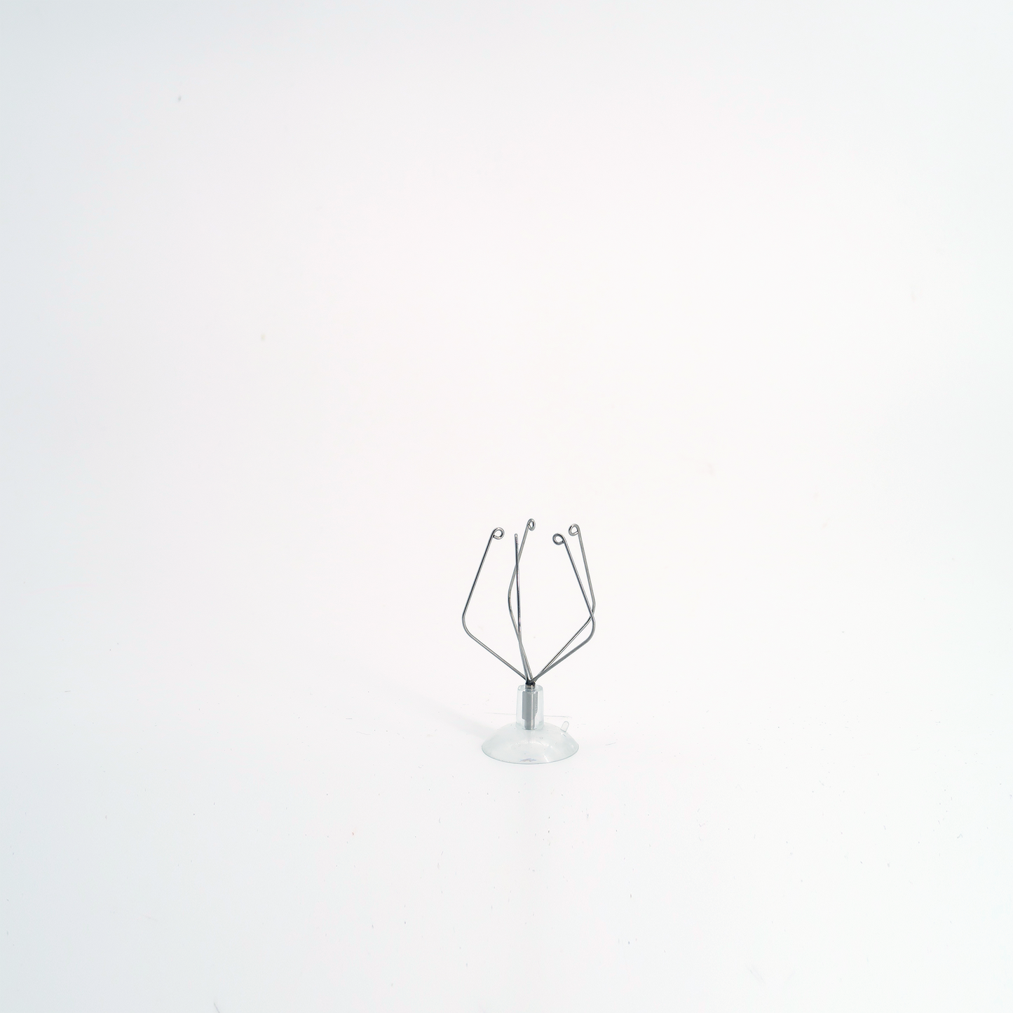 Tillandsien Halter - Saugnapf