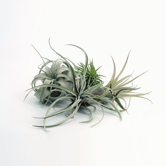 Baby tillandsia mix 5x