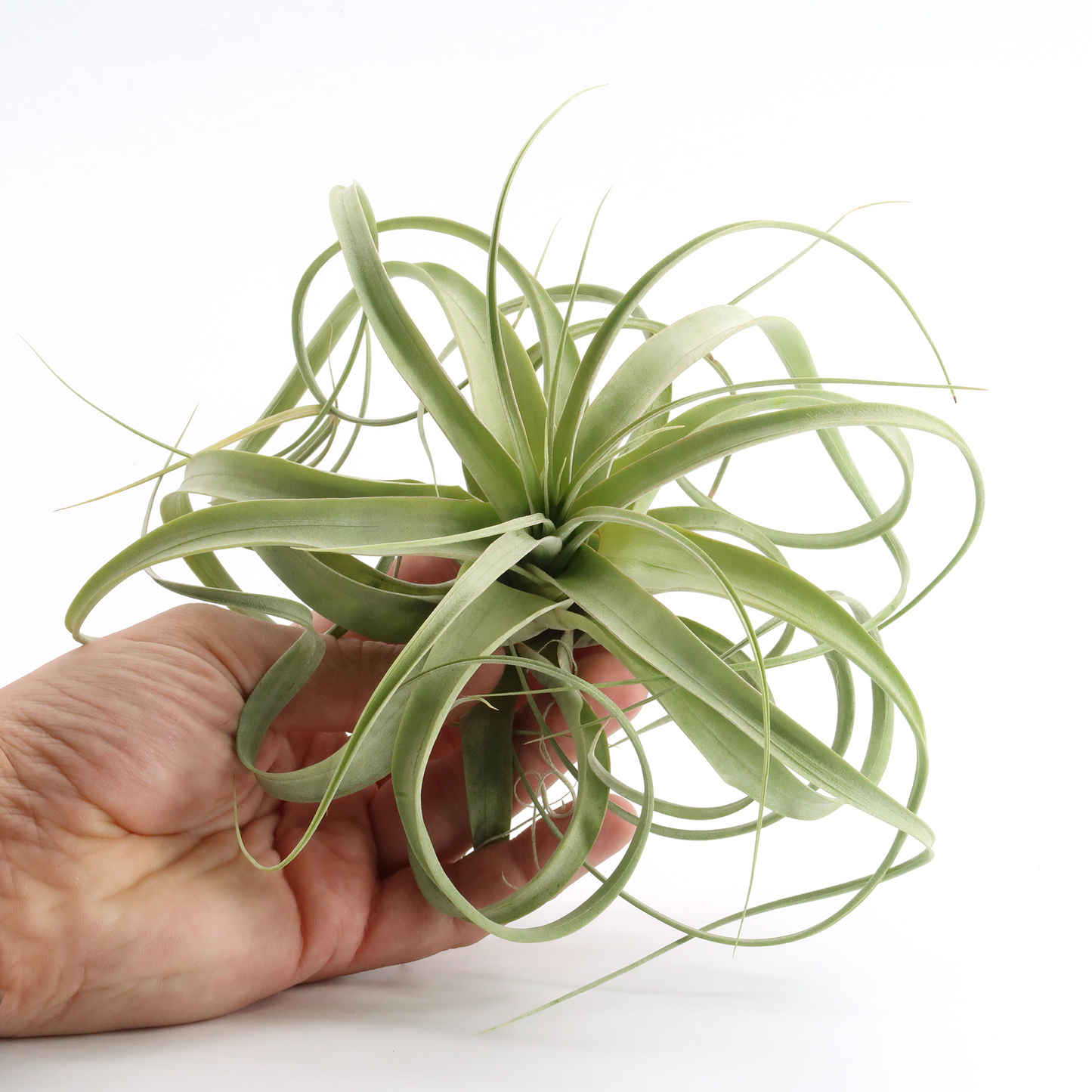 Tillandsia 'firestorm'