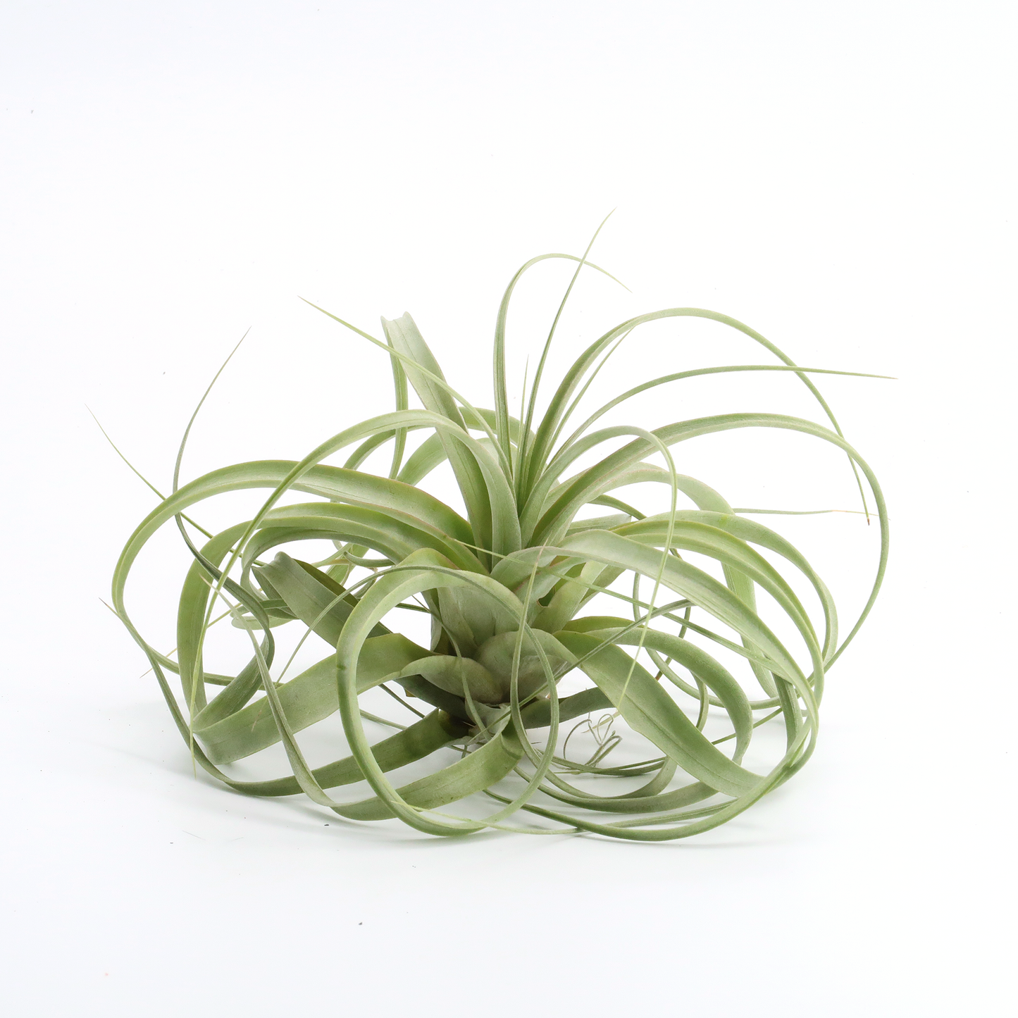 Tillandsia 'firestorm'