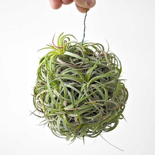 Tillandsia ionantha curly - Ball