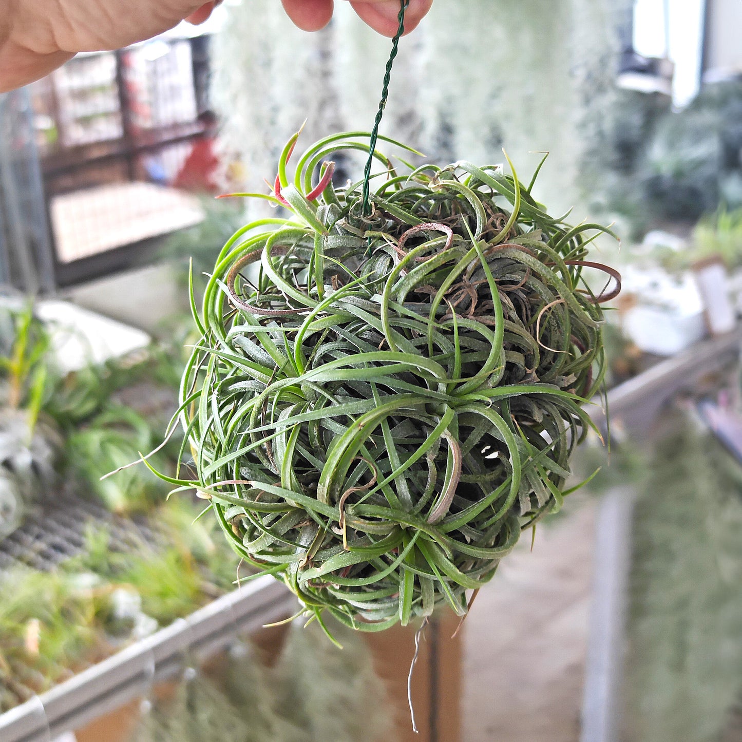 Tillandsia ionantha curly - Ball