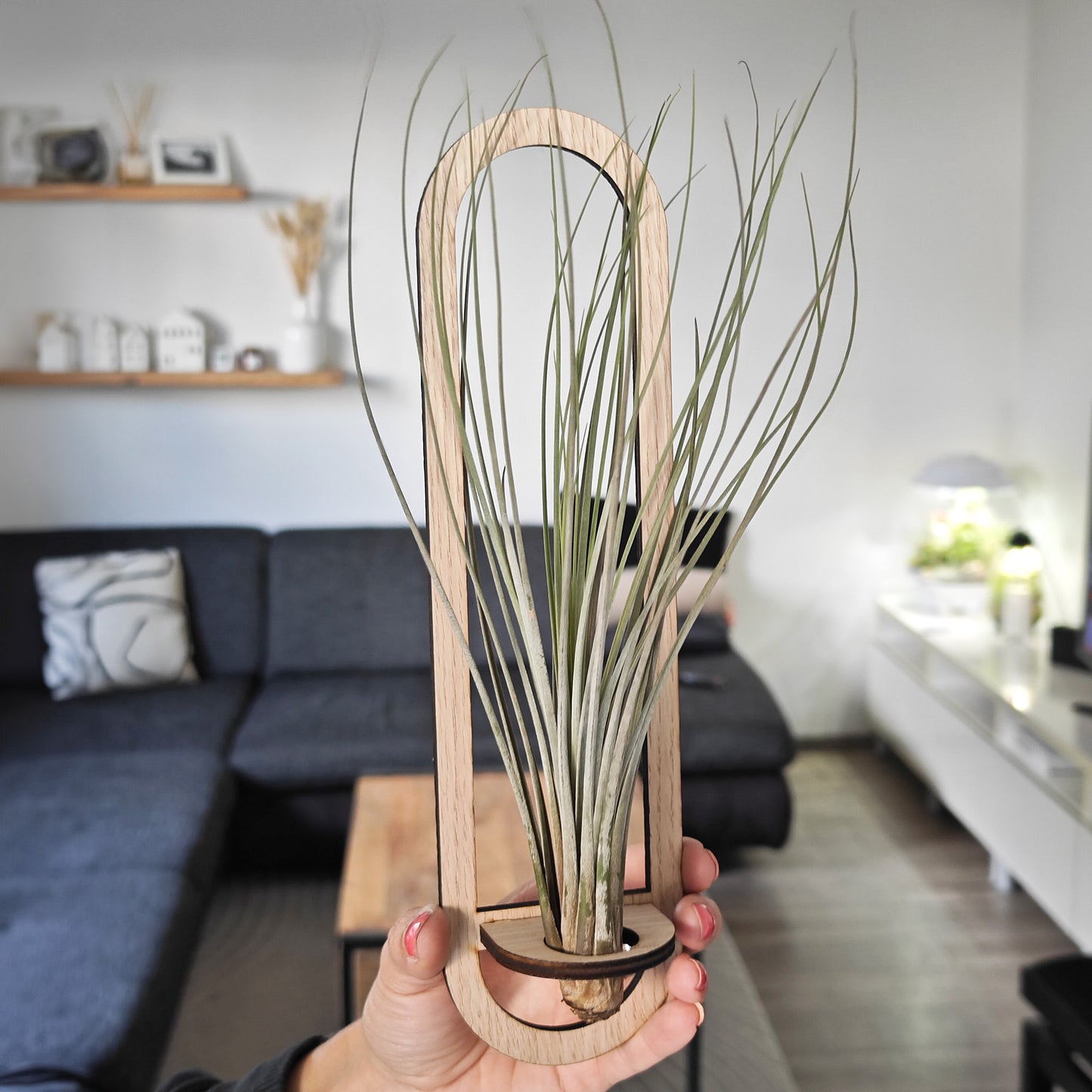 Luftpflanzen Wandhalter Oval