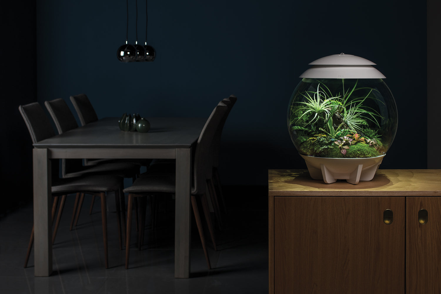 biOrb Terrarium mit Tillandsien auf Sideboard aus Holz