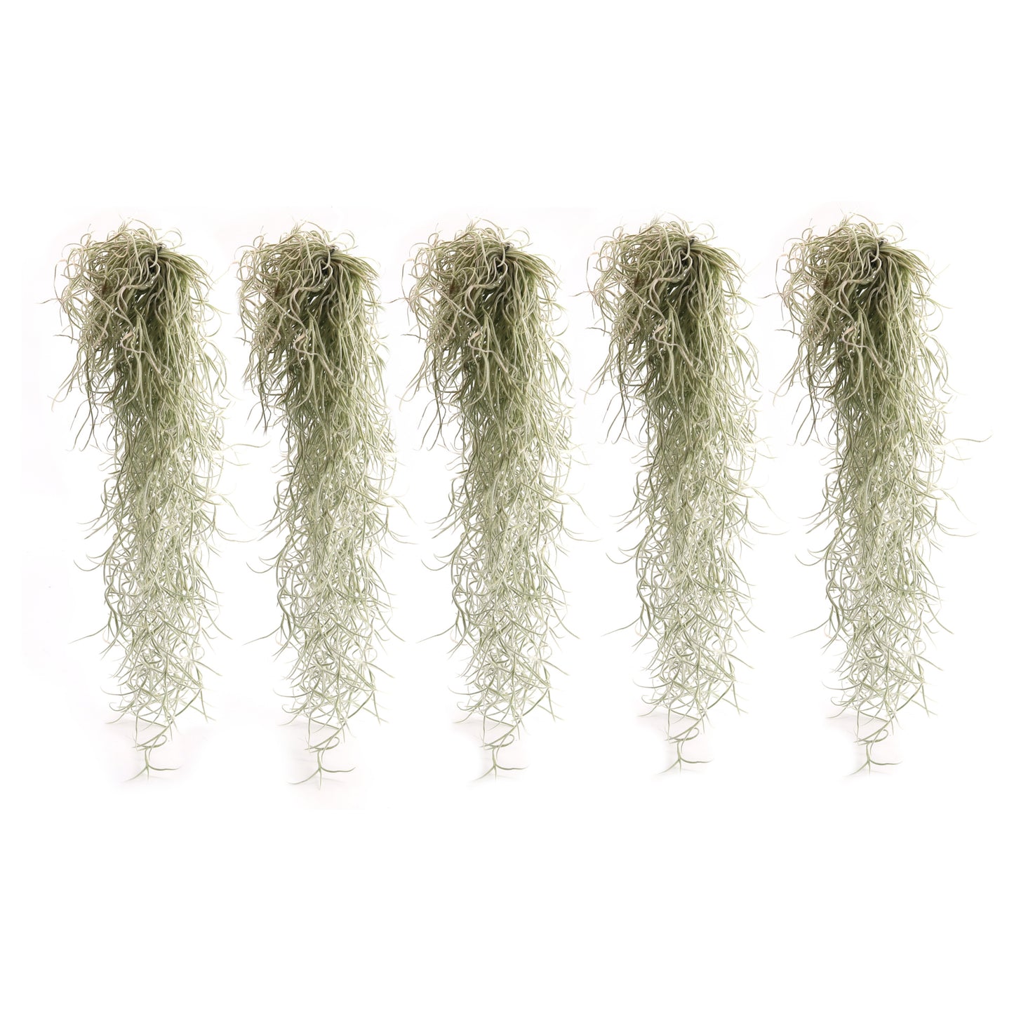 Set of 5 - Tillandsia usneoides - Lousiana moss