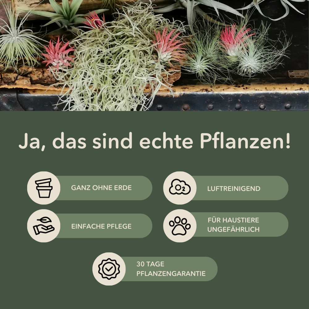 3er Set - Tillandsia usneoides - Louisianamoos -