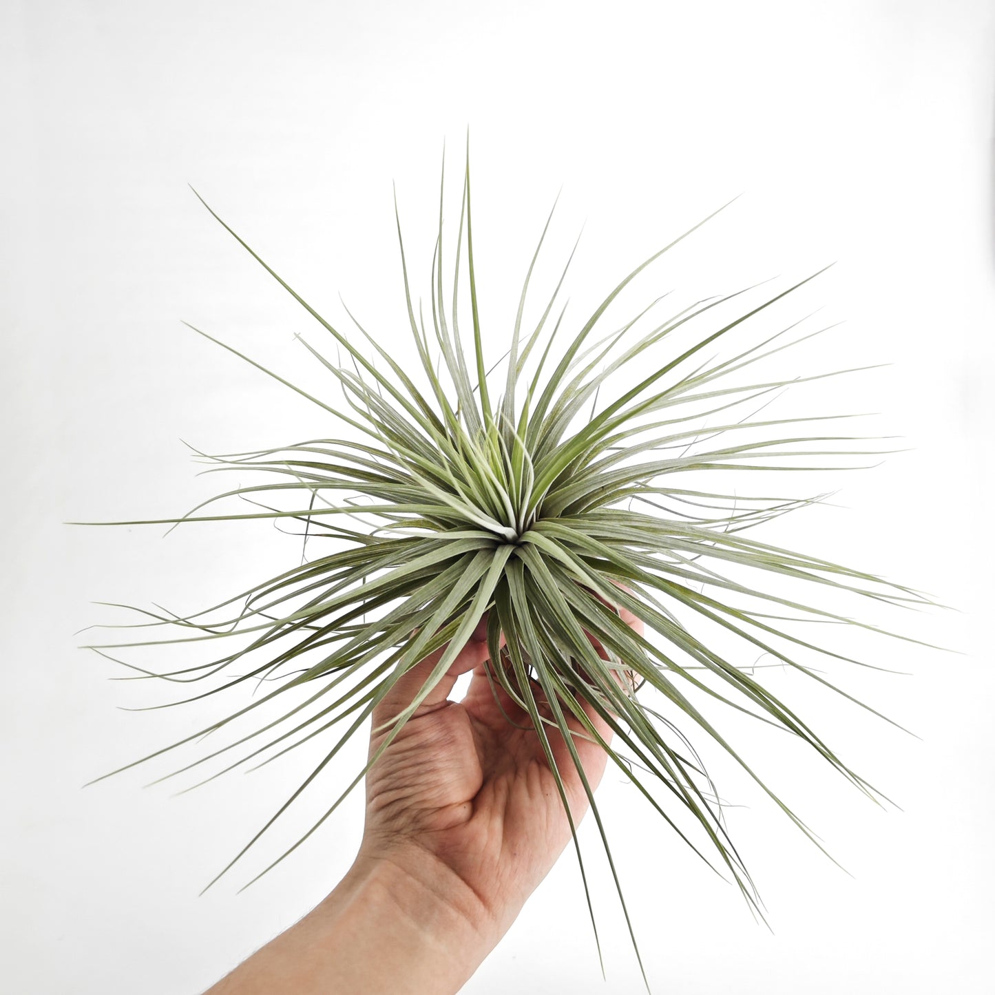 Tillandsia "Double Ruth" XL