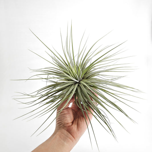 Tillandsia "Double Ruth" XL