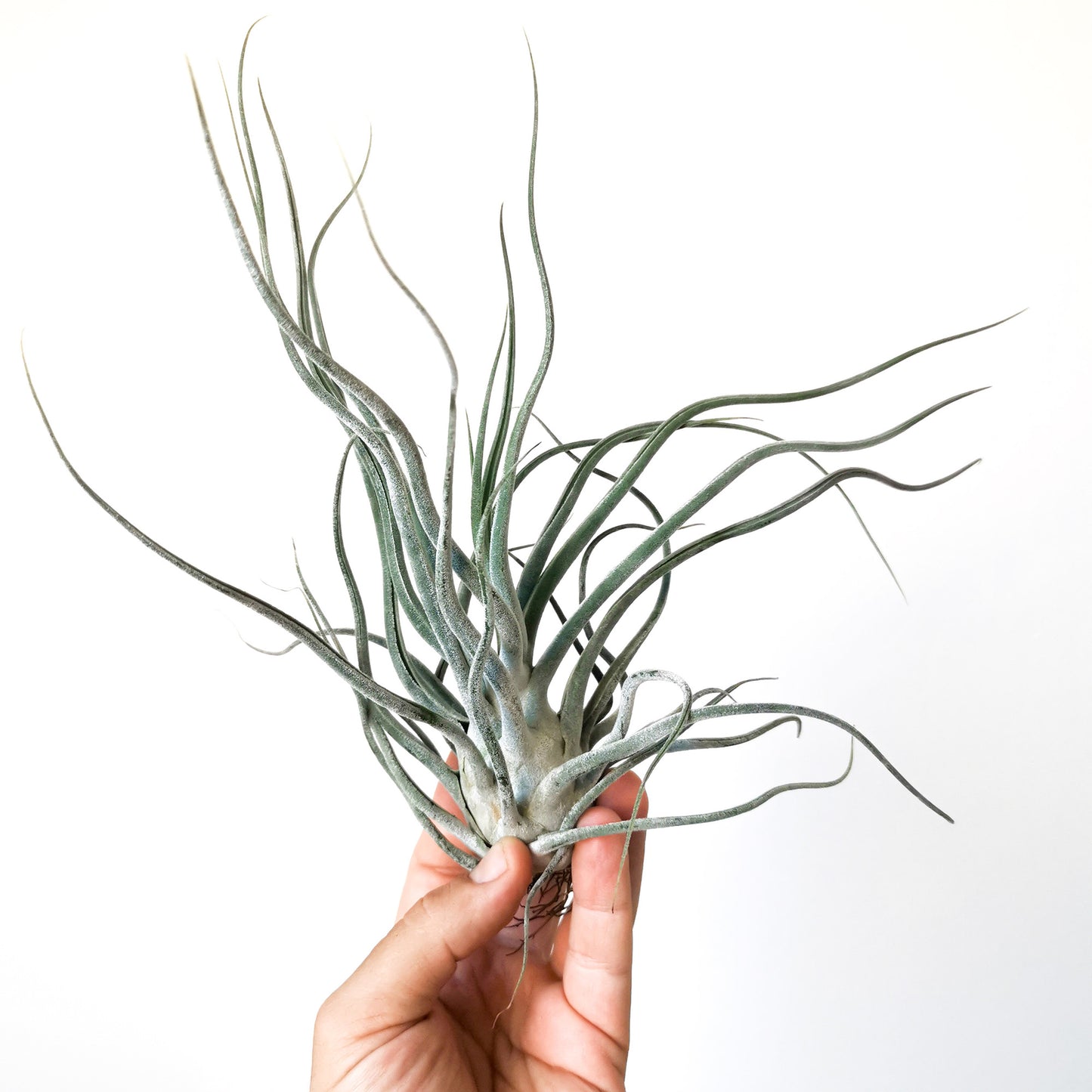 Tillandsia ehlersiana