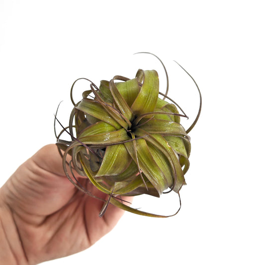 Tillandsia 'Eric Knobloch'