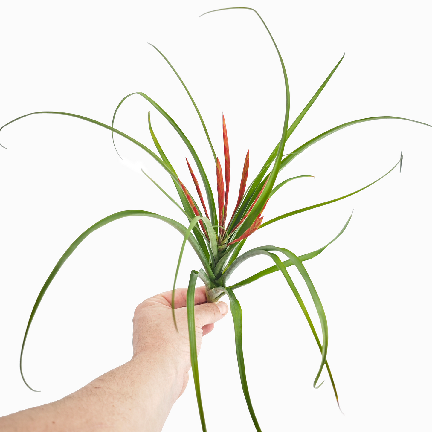 Tillandsia flabellata 'L'