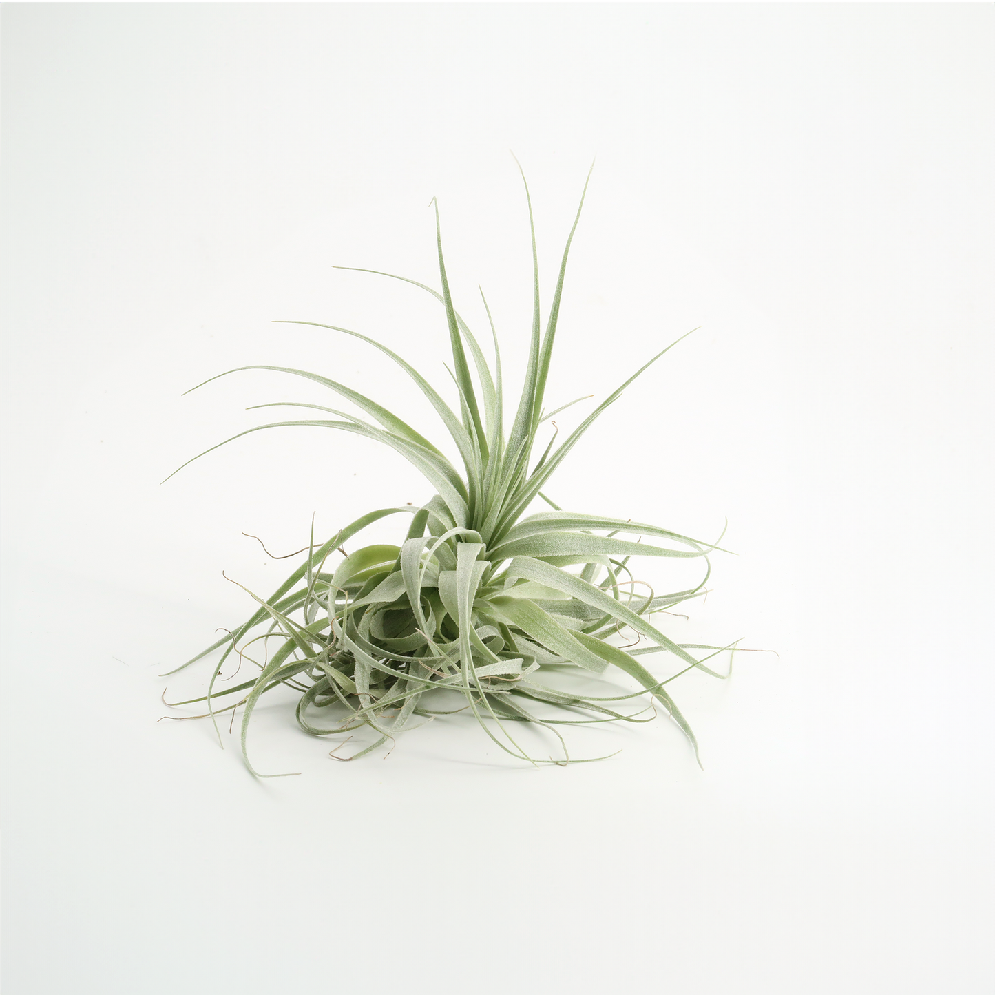 Tillandsia gardneri