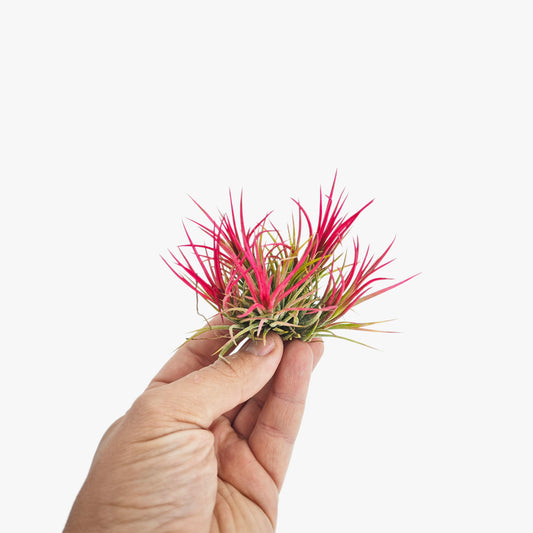 Tillandsia Ionantha 'fuego' - Pulk