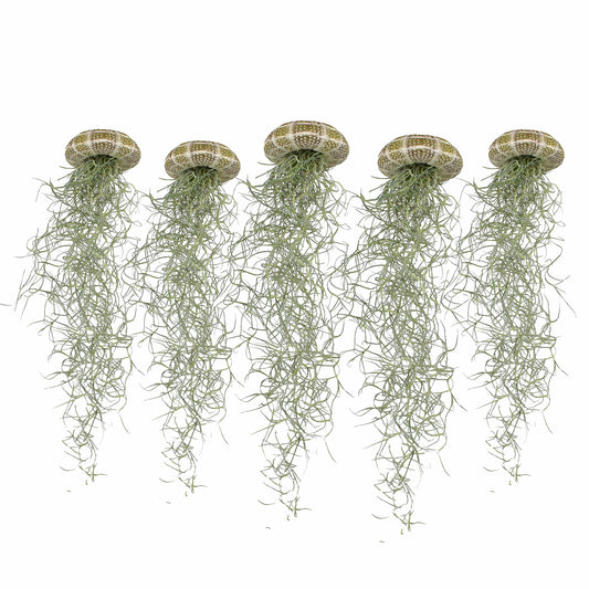 Tillandsien Qualle - 5er Bundle