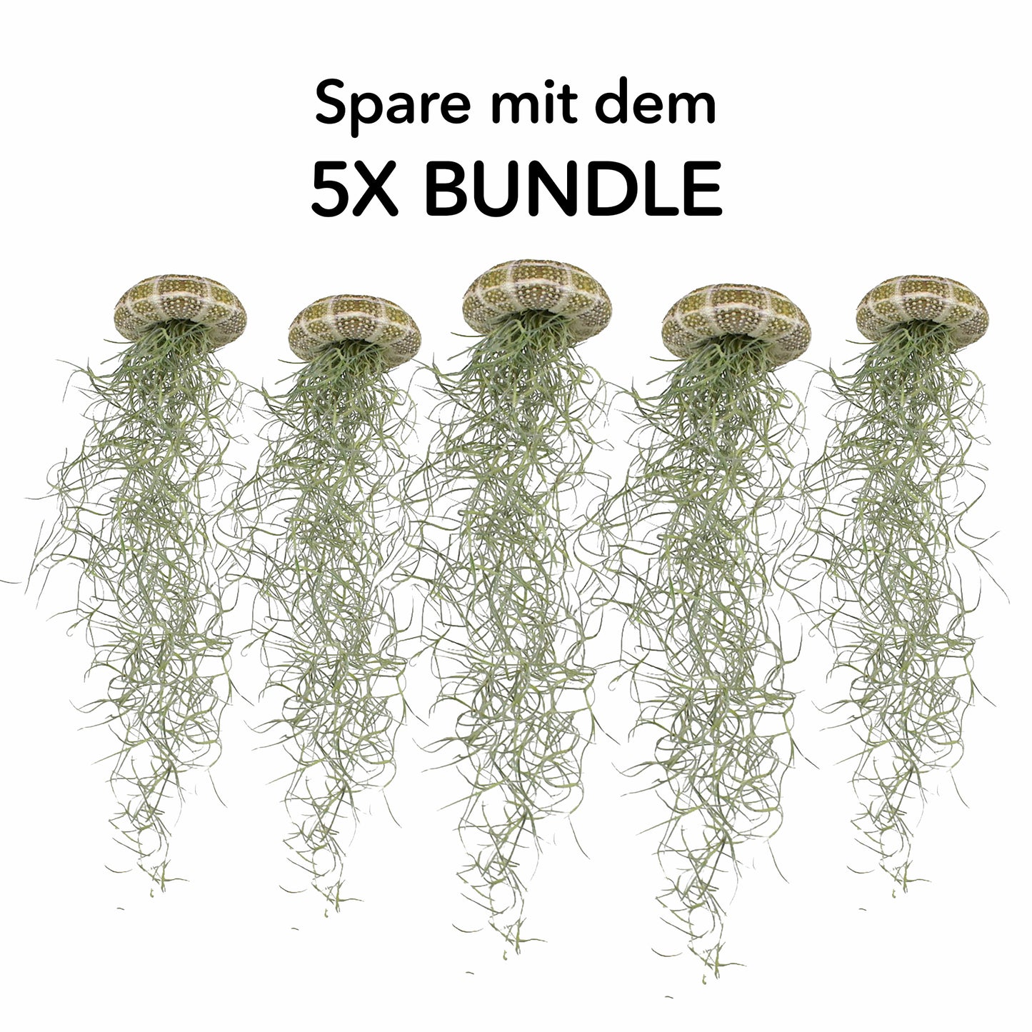 Tillandsien Qualle - 5er Bundle