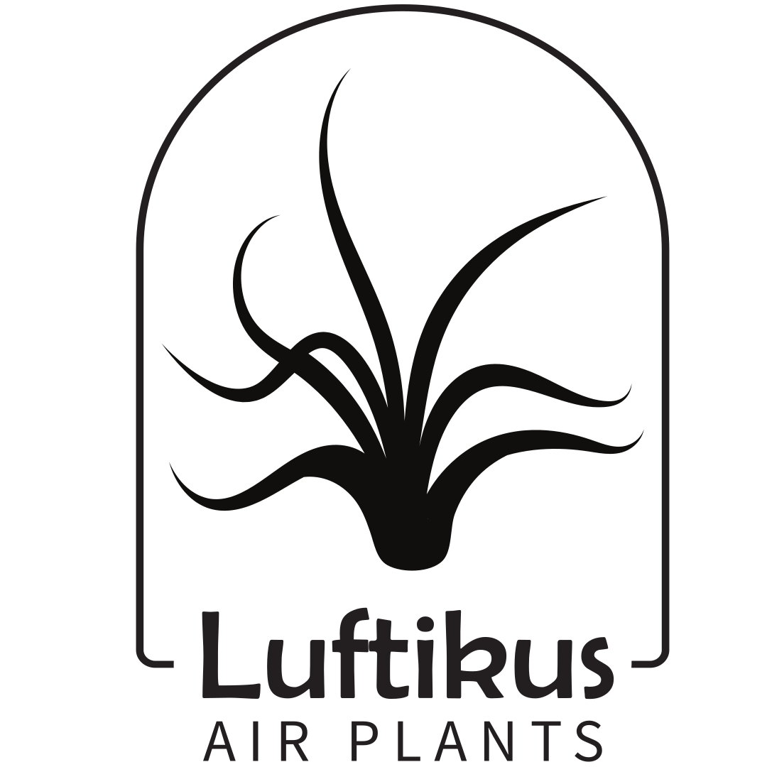 Luftikus Airplants Logo - Luftpflanzen und Tillandsien online kaufen