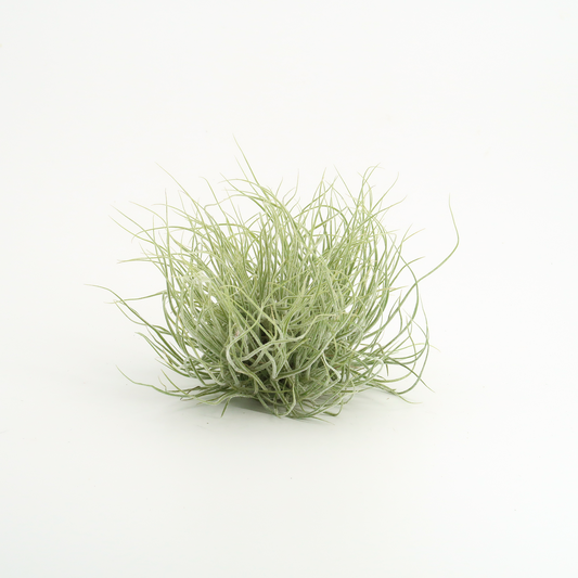 Tillandsia schiedeana major - Mini Pulk