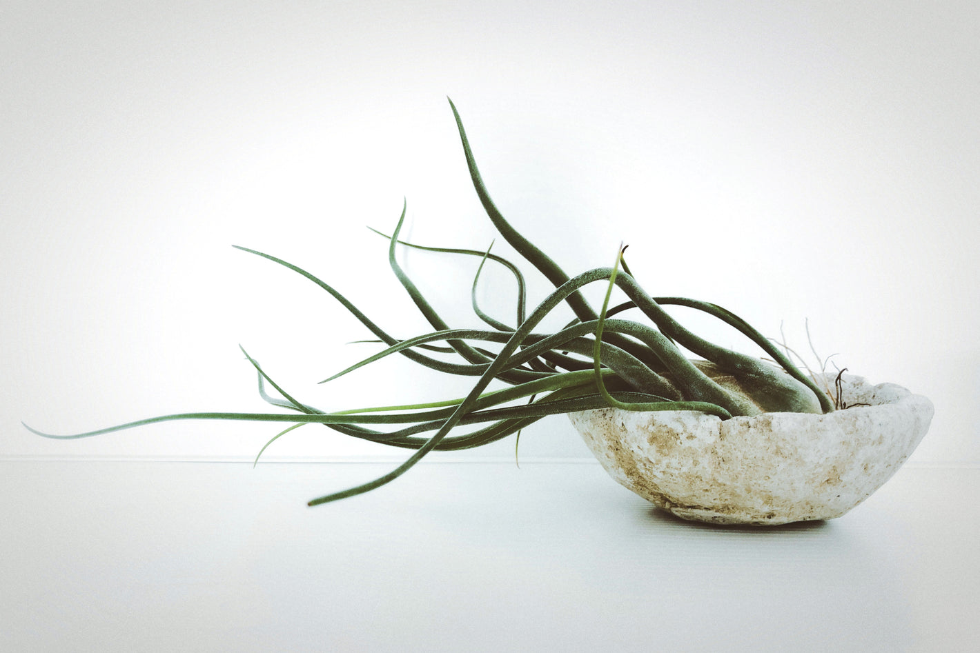 Betonschale mit Luftpflanzen Tillandsien