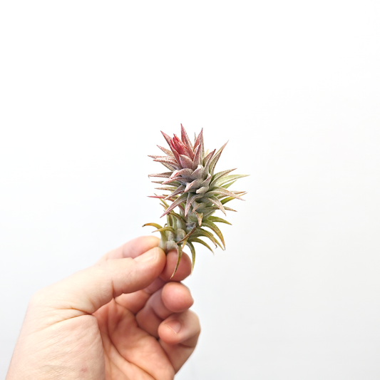 Tillandsia vanhyningii