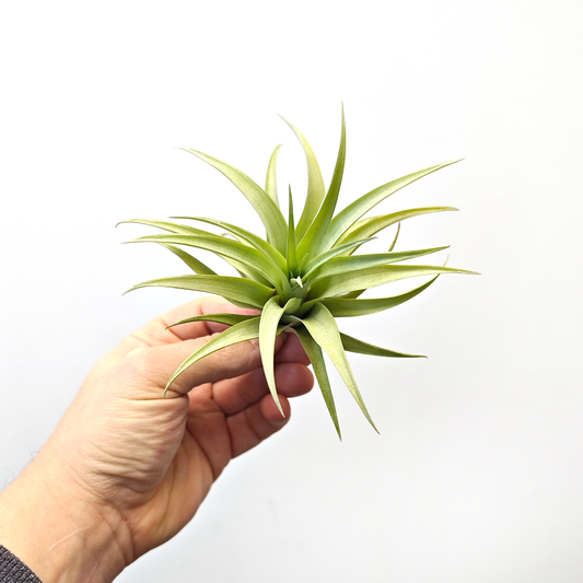 Tillandsia capitata