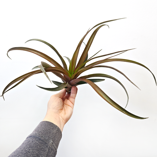 Tillandsia capitata 'RED' - XL