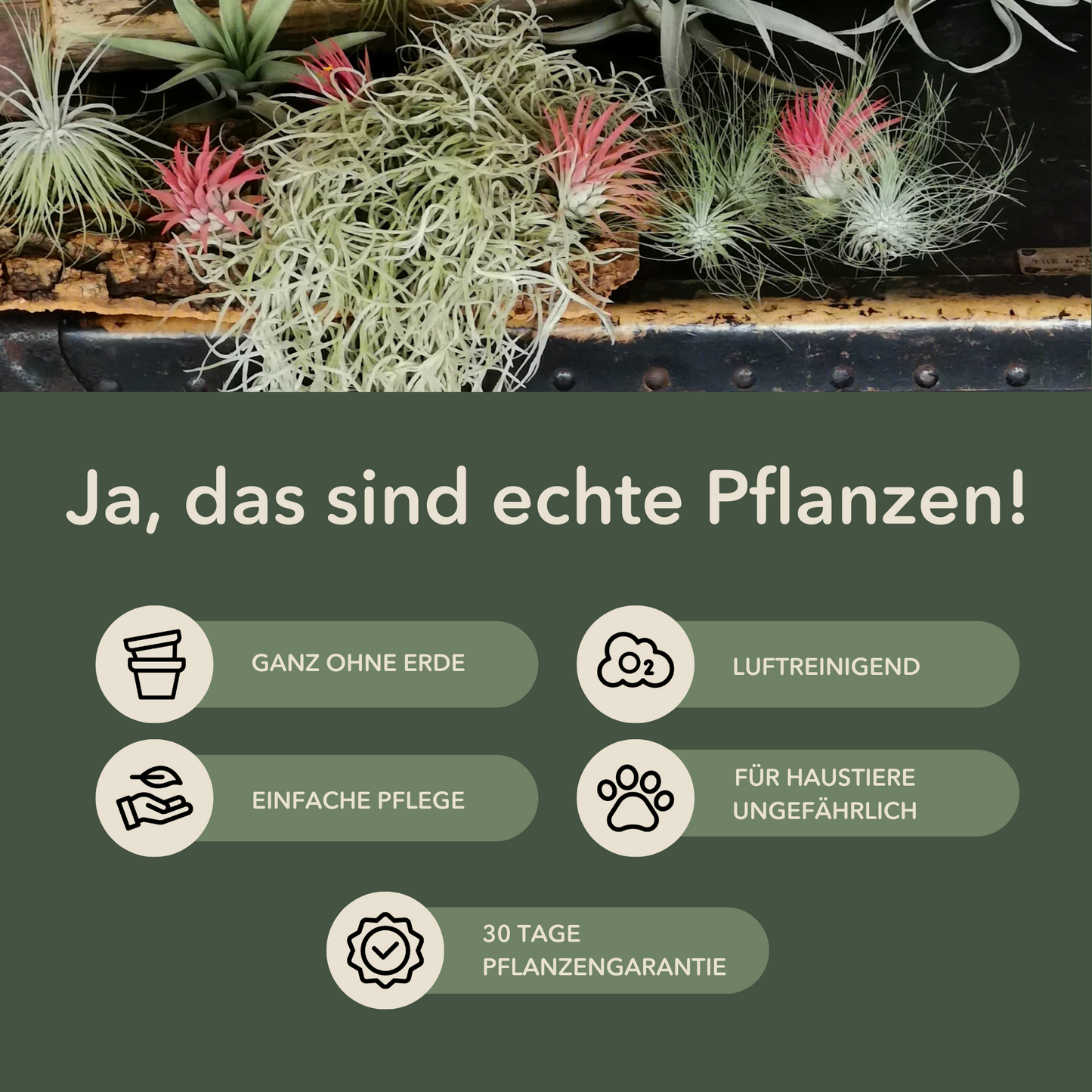 Tillandsien Qualle - 3er Bundle