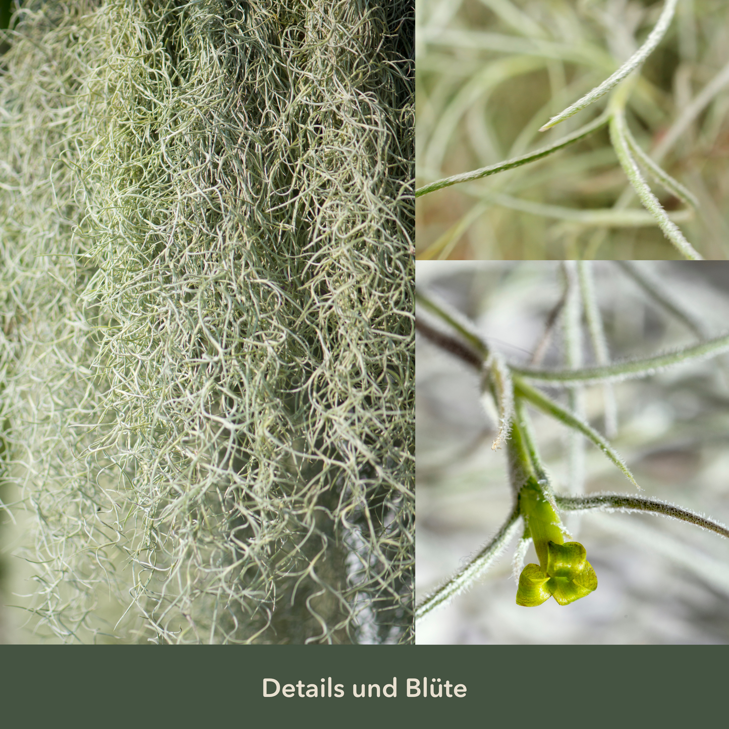 Tillandsia usneoides - Lousianamoos