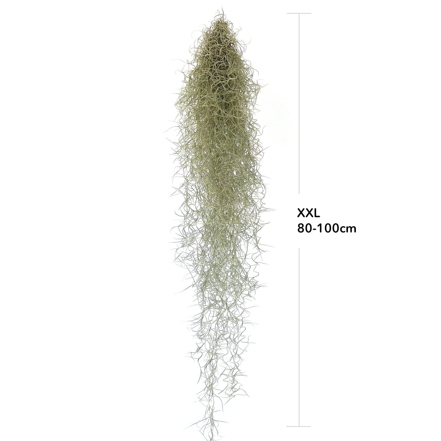 Tillandsia usneoides - Louisiana moss XXL
