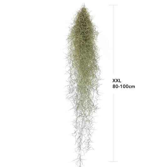 Tillandsia usneoides - Louisianamoos XXL