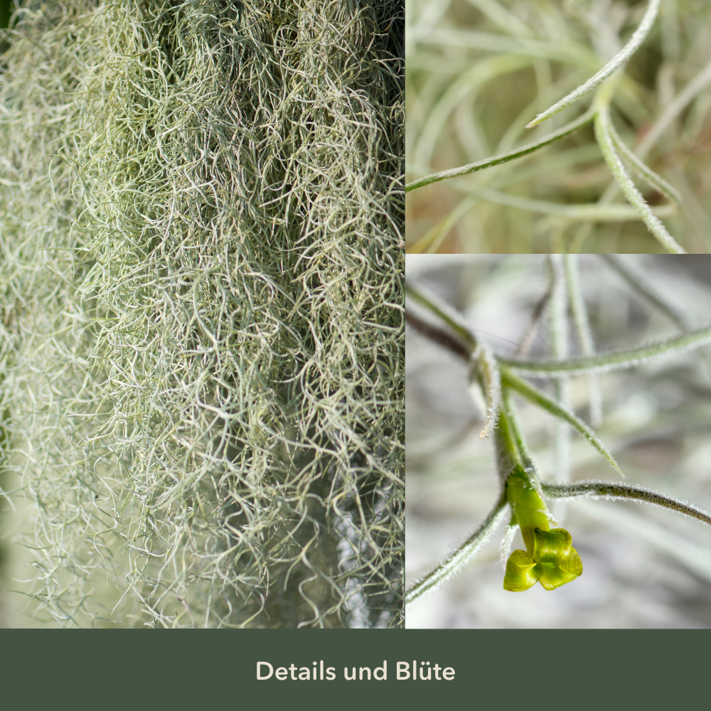 Set of 3 - Tillandsia usneoides - Louisiana moss -
