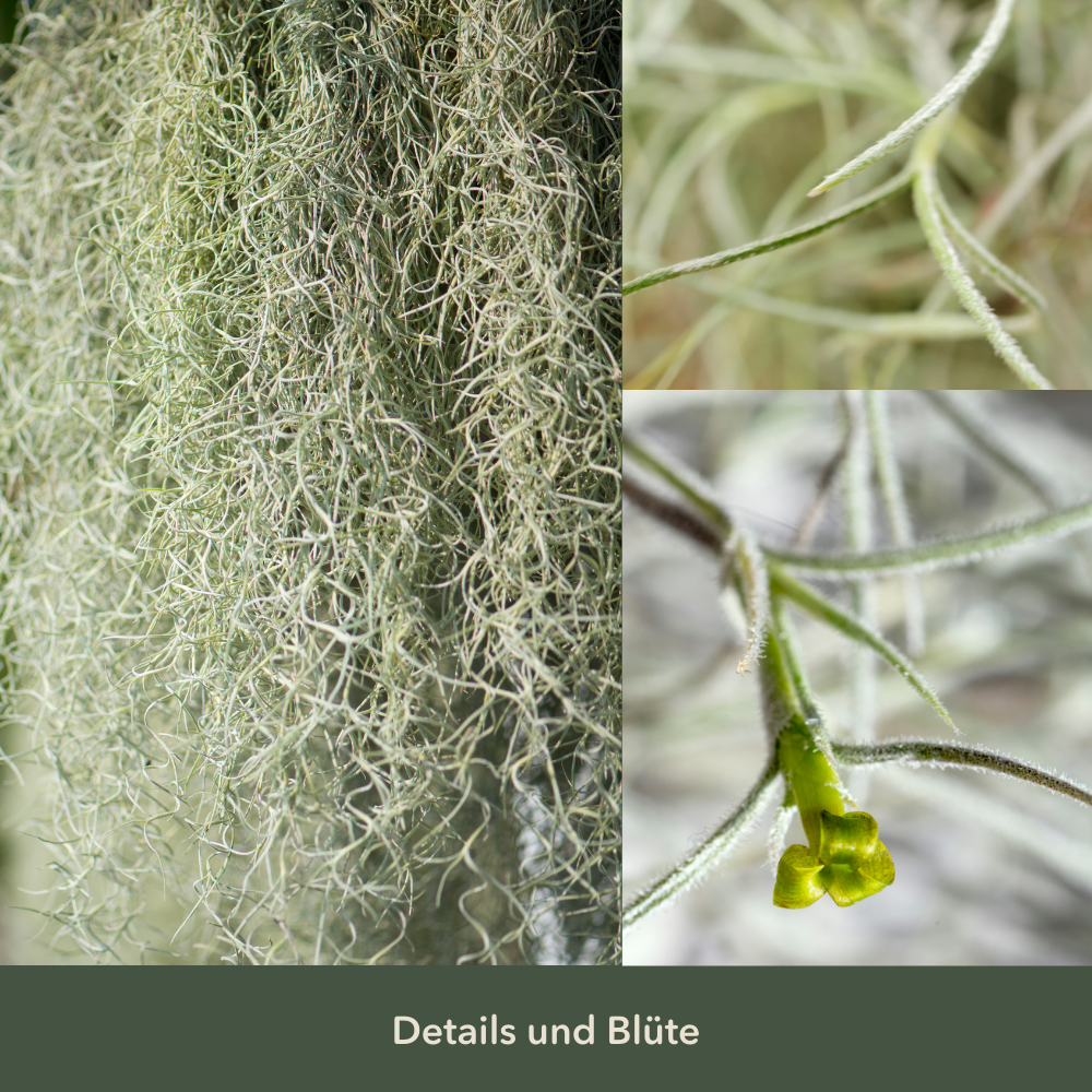 3er Set - Tillandsia usneoides - Louisianamoos -