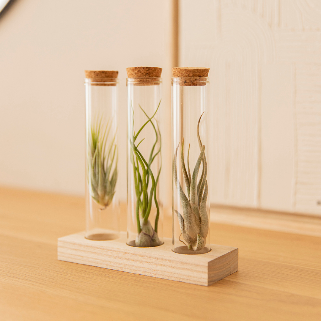 Air plants in the test tube