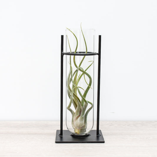 Glass Vase Holder - Tillandsia caput medusae
