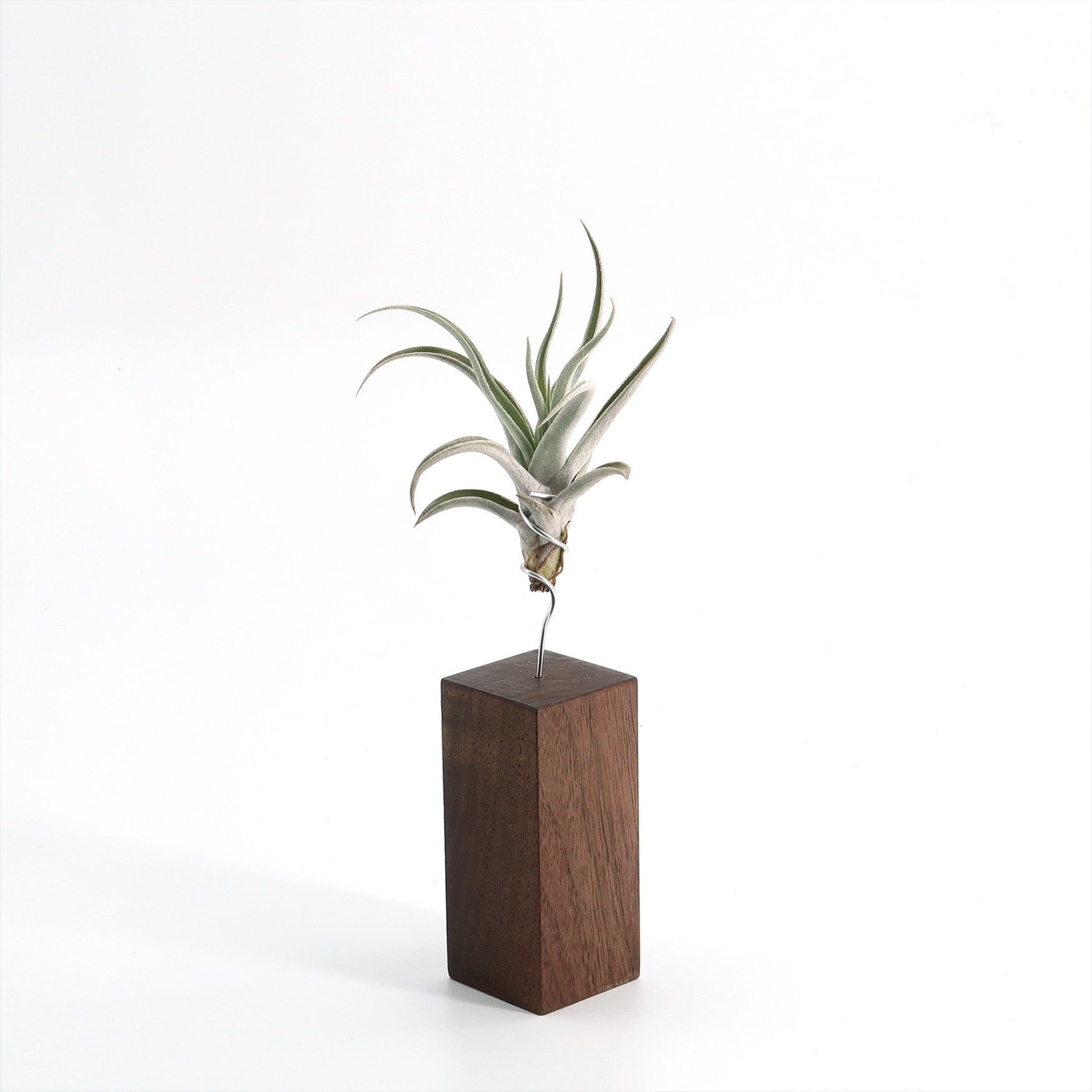 Tilly - Xylo Nussbaum mittel Variante B