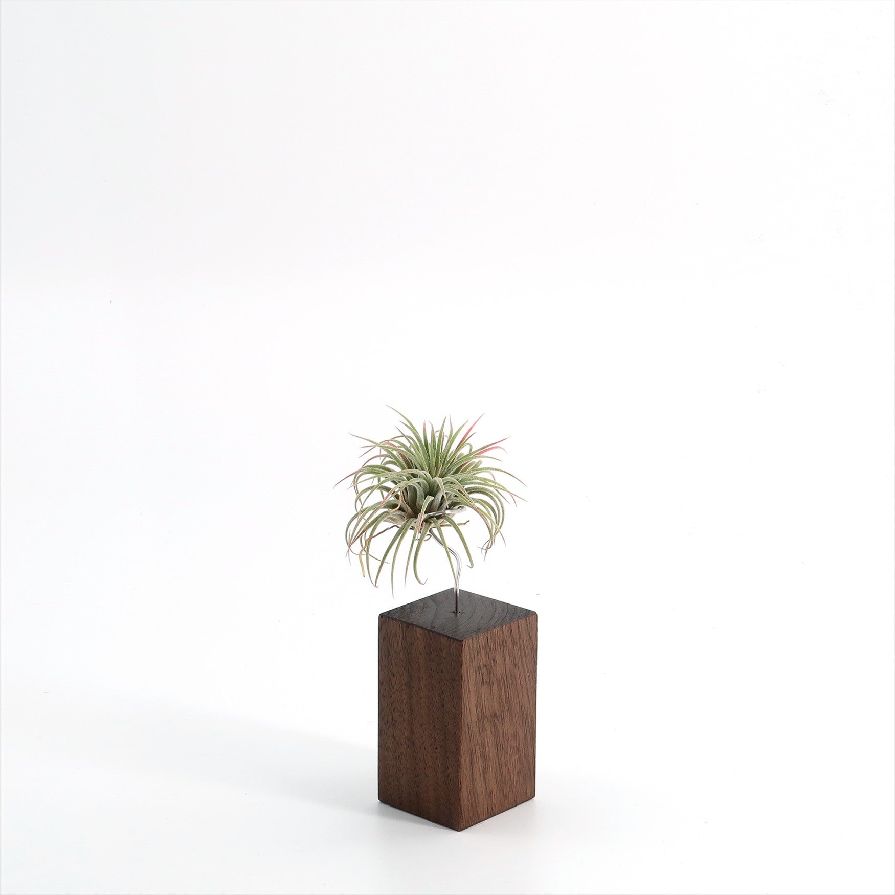 Tilly - Xylo Nussbaum klein Variante B