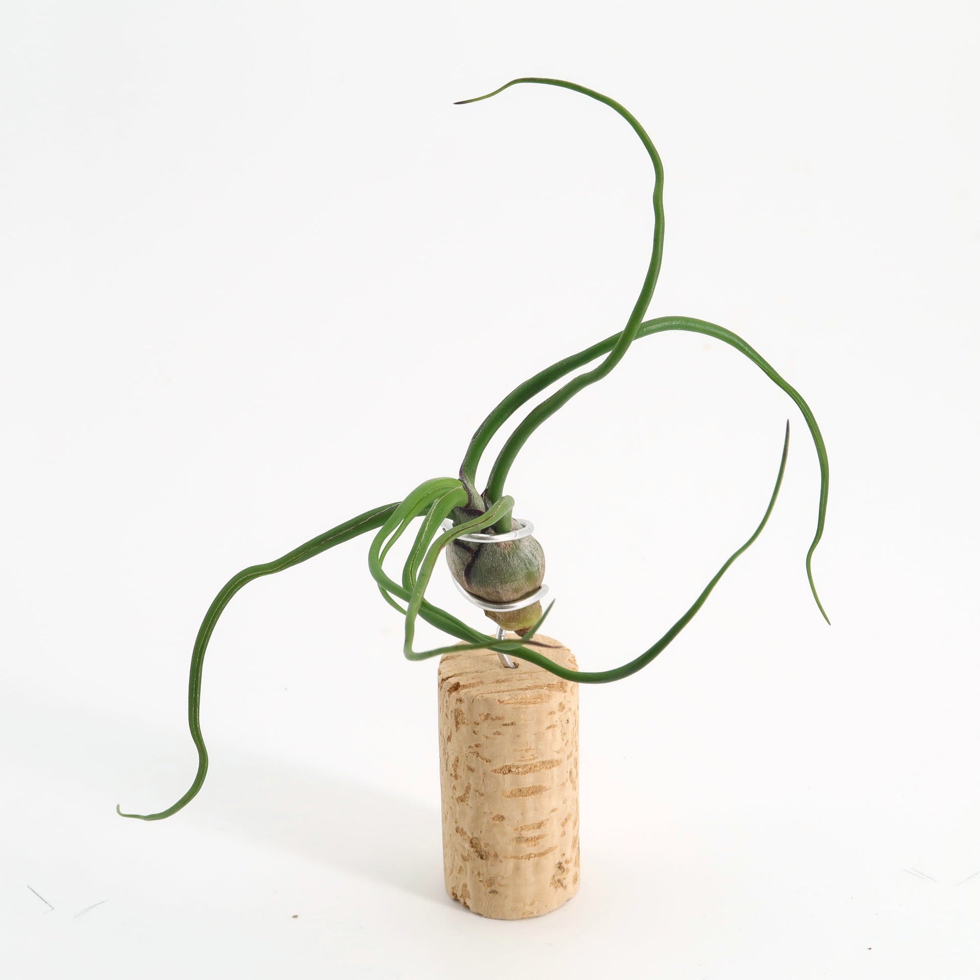 air plant cork magnets Baby air plants gift box