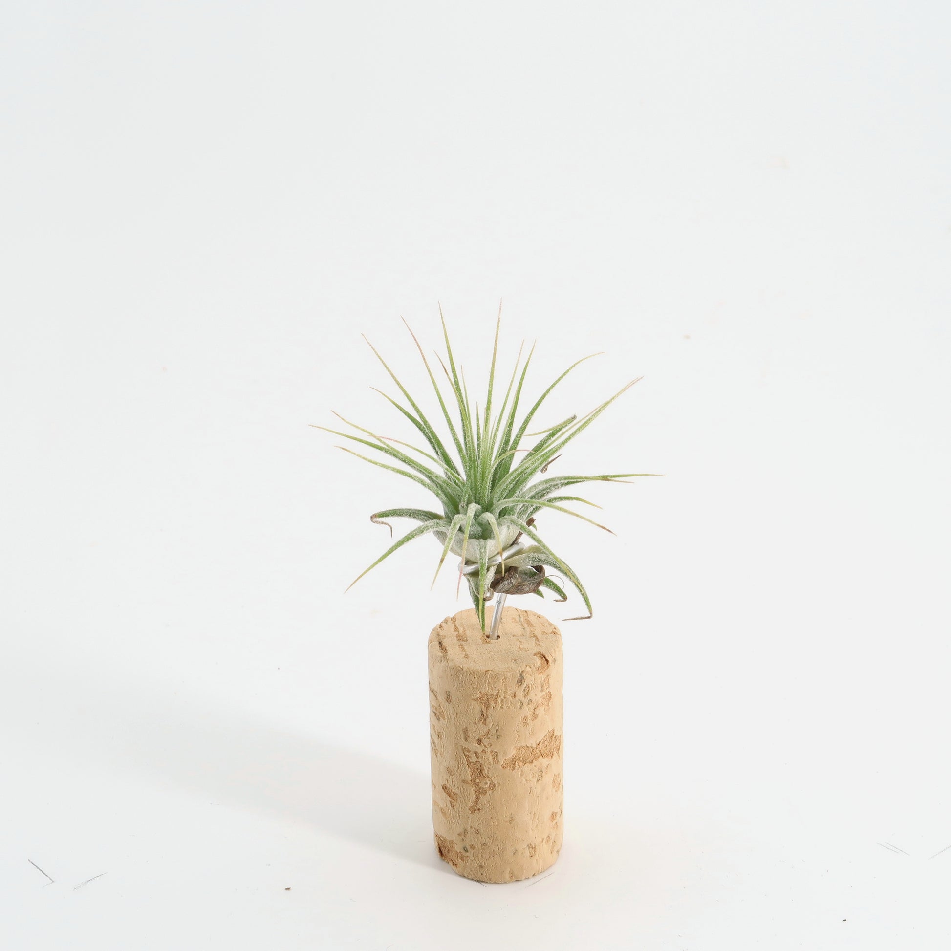 cork air plant holder Tilly Cortex - single