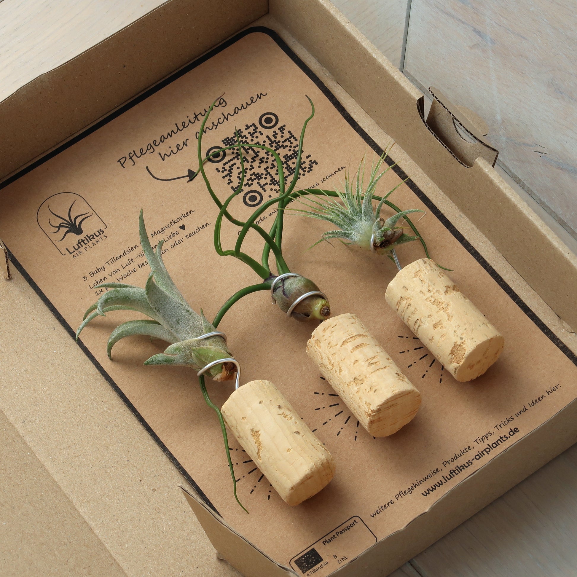 air plant gift box Baby air plants gift box