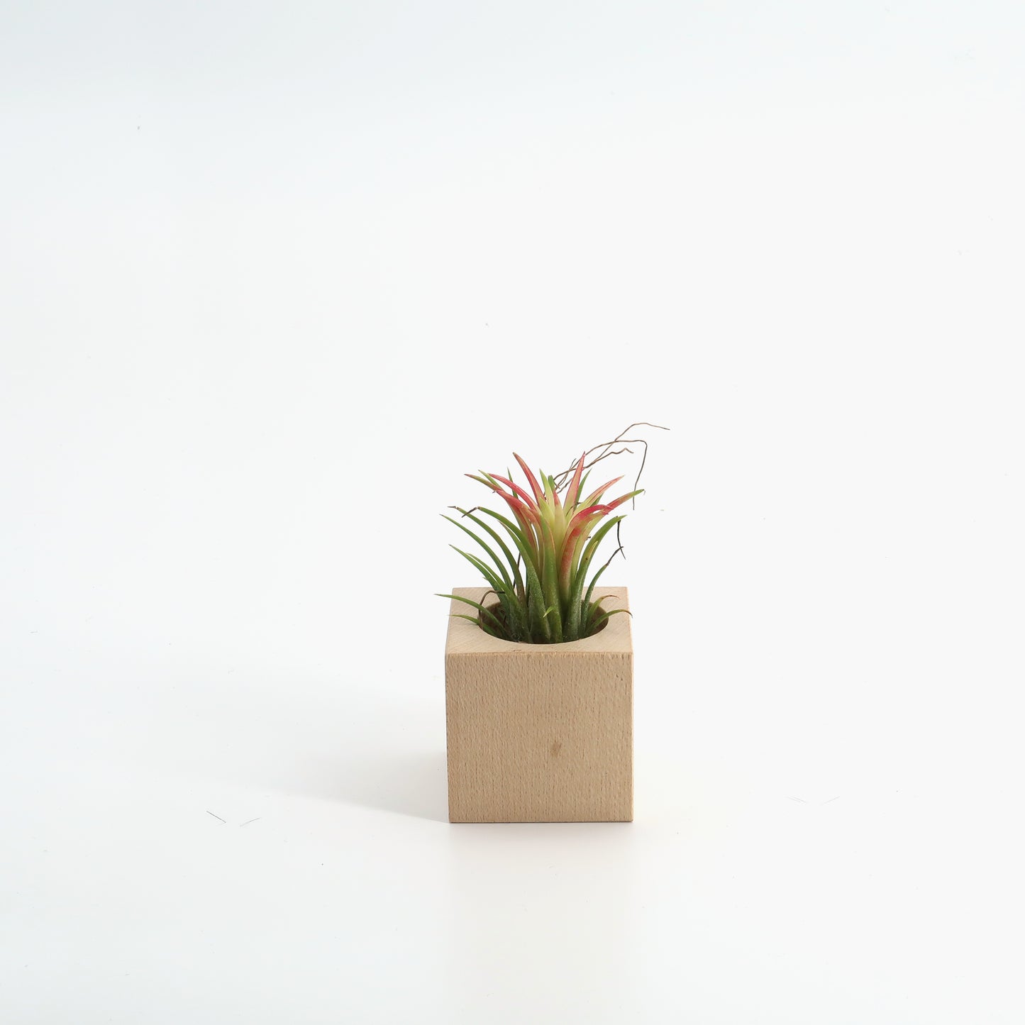 Tillandsia Ionatha in Holzwürfel Ahorn