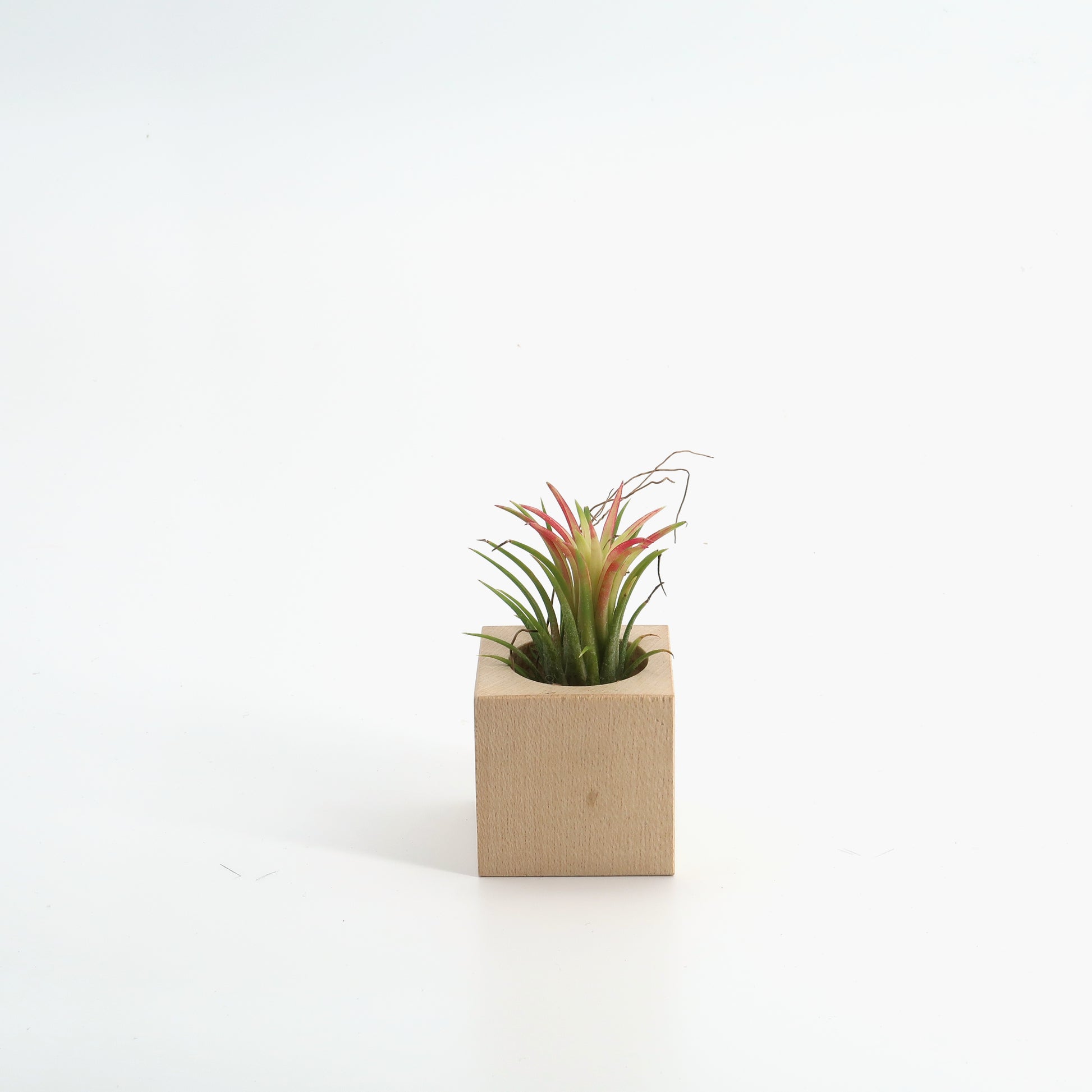 Tillandsia Ionatha in Holzwürfel Ahorn
