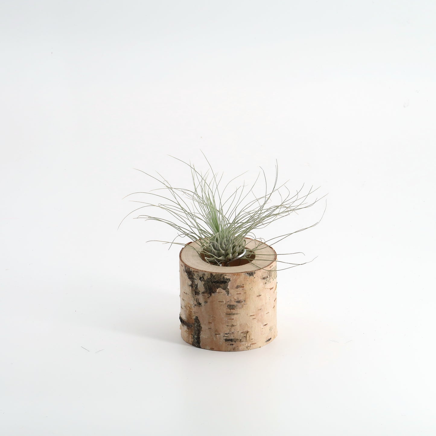 Tillandsia argentea in Birkenholz