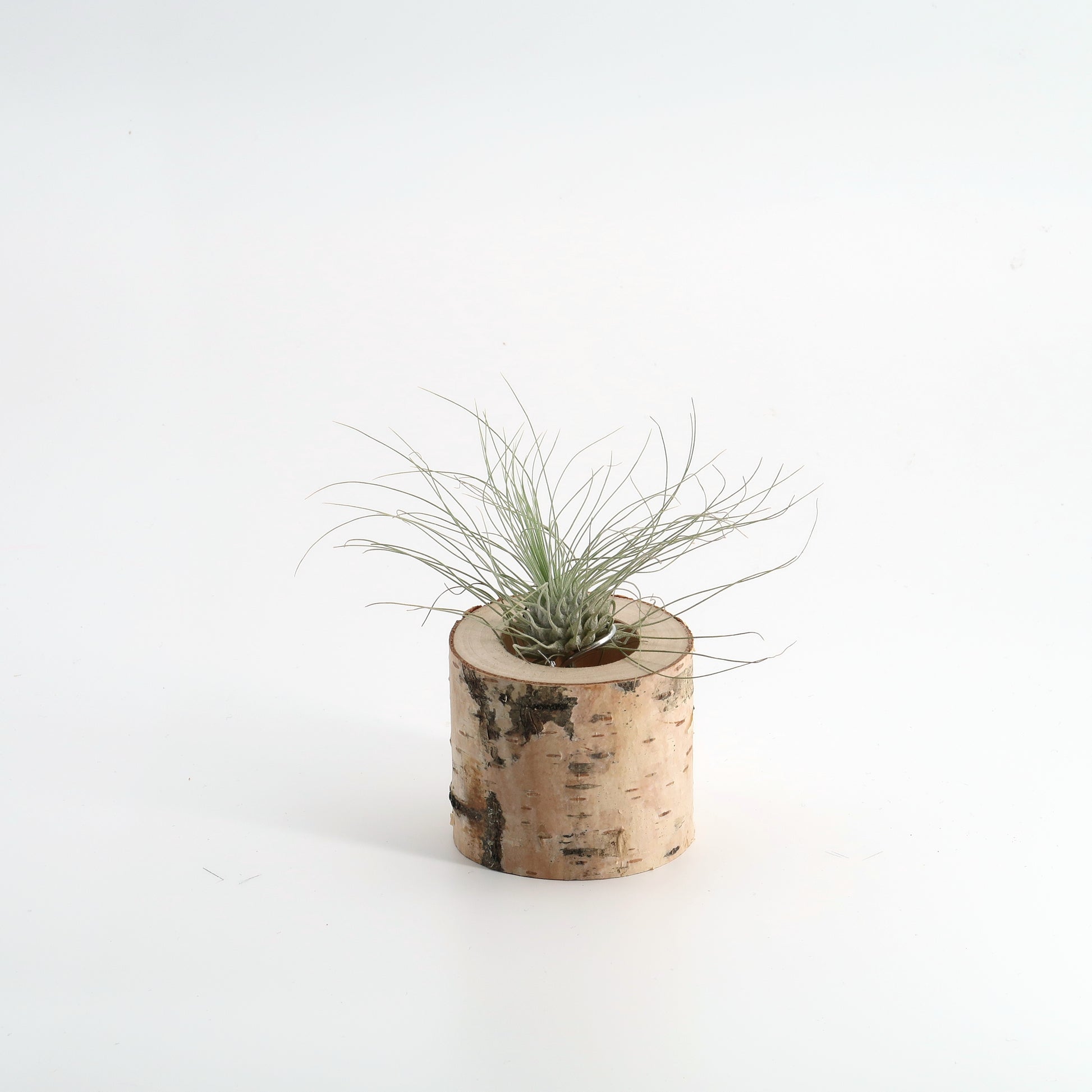 Tillandsia argentea in Birkenholz