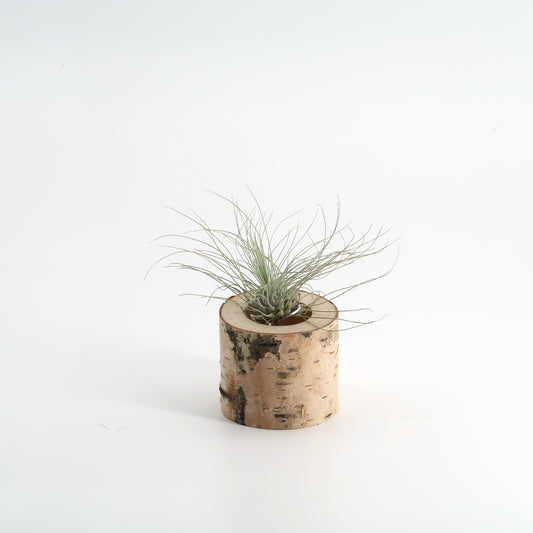 Tillandsia argentea in Birkenholz