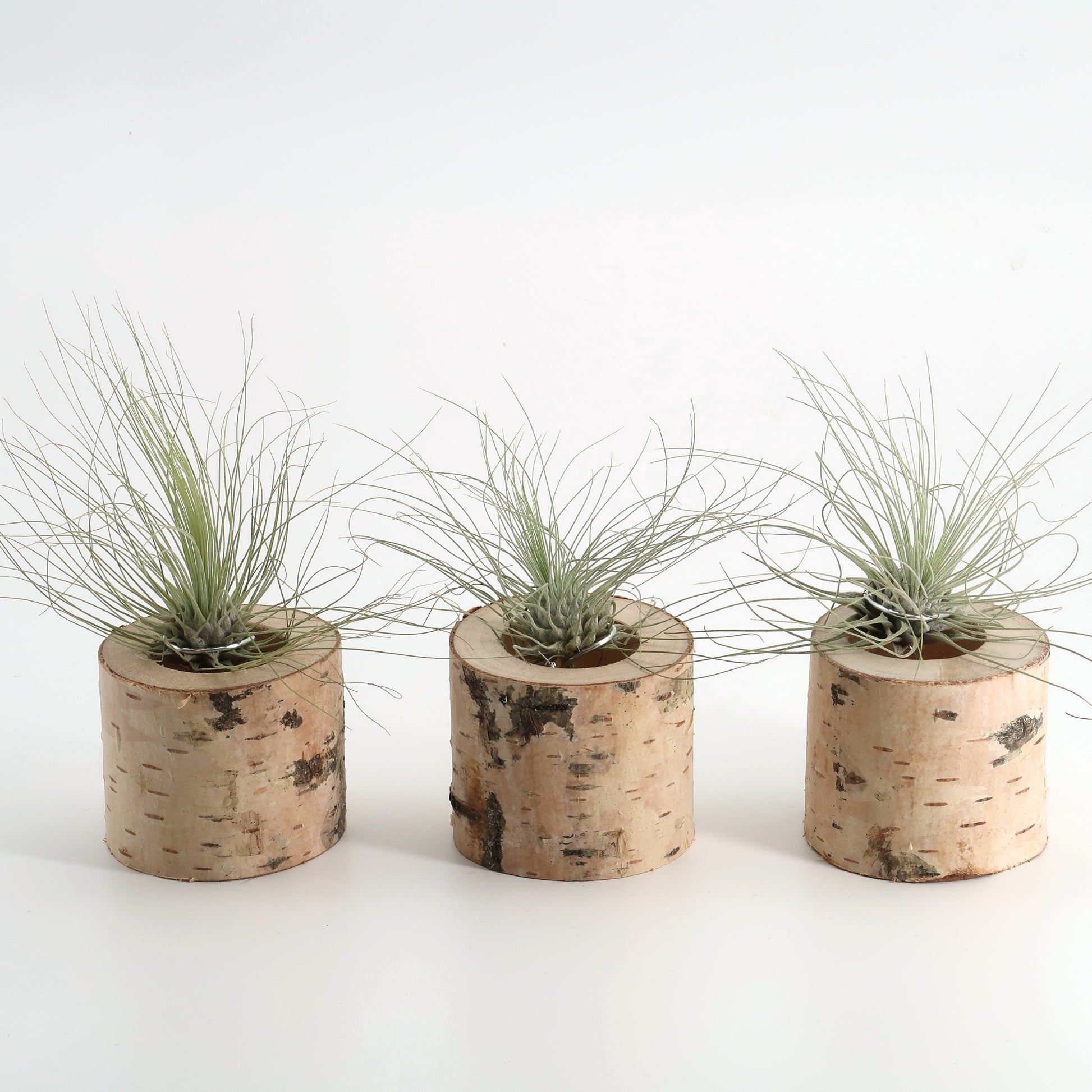 drei Tillandsia argentea in Birkenholz