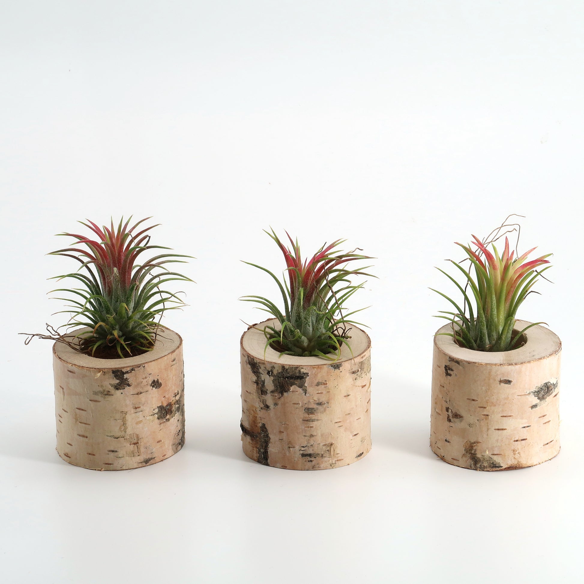 drei Tillandsia Ionatha in Birkenholz