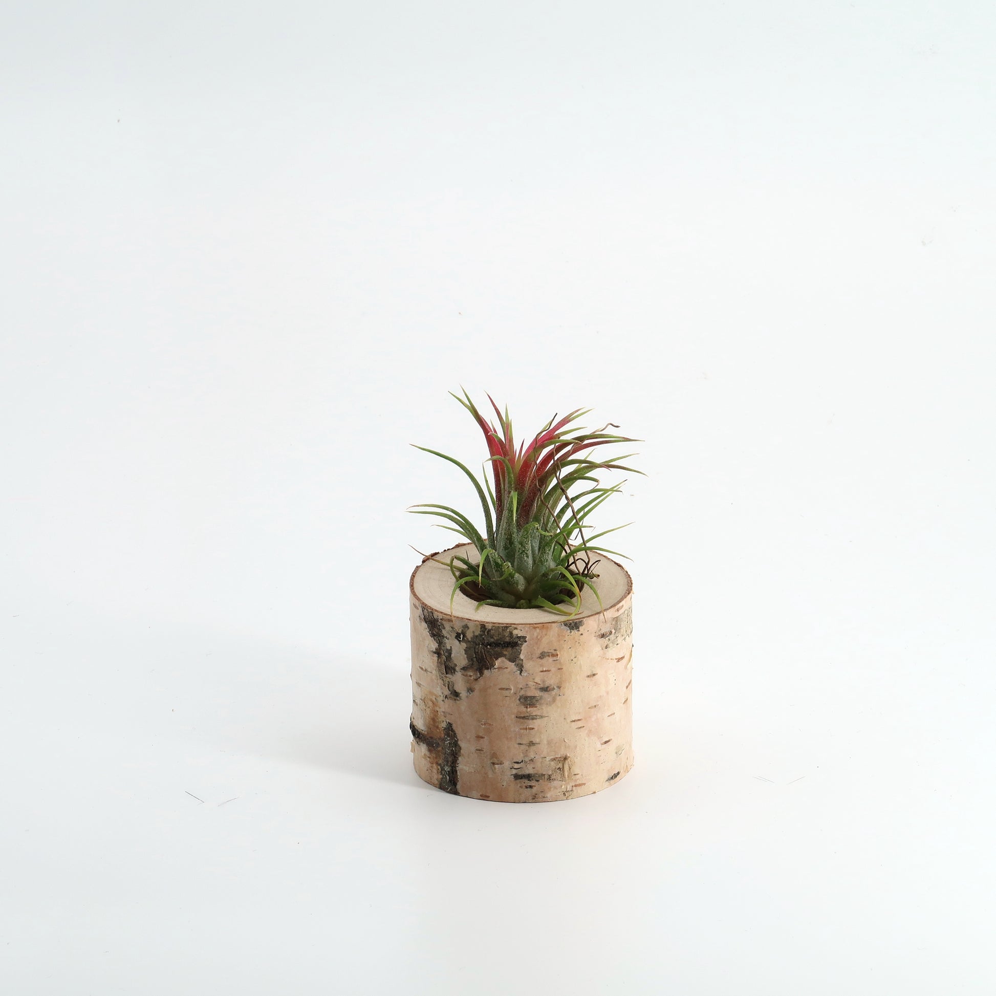 Tillandsia Ionatha in Birkenholz