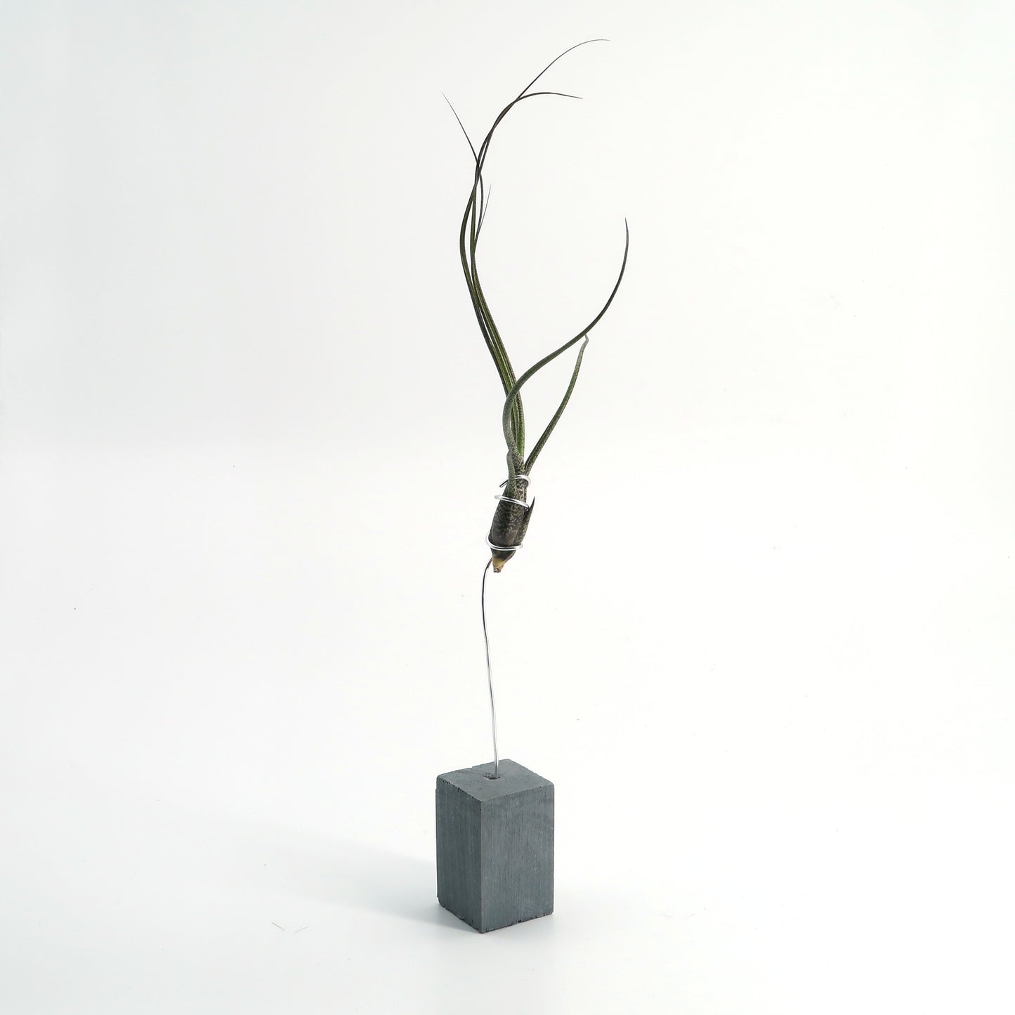 Tilly Concretum
