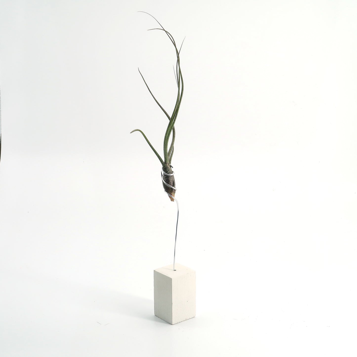 Tilly Concretum